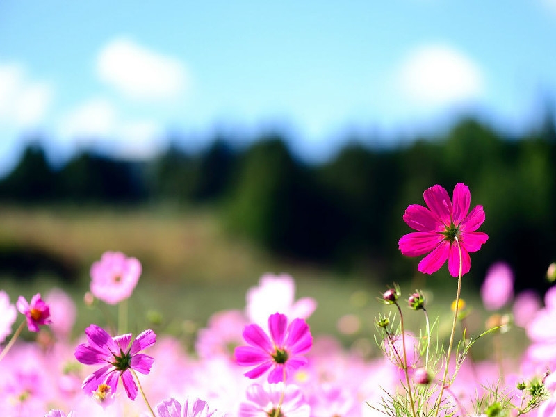 ˪쾰ɫģɽɣ ɫ,ɽ, Ͻ 103452v8ns48o818selk8v