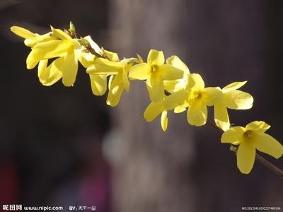 ʱ⣬˭     /ѩ ʱ,ʱ, ִʫ 154800e6xwtrn0t5m1nh4b