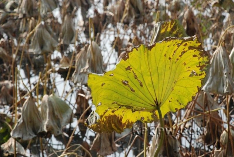 ͼд/ɺҶ ͼ,д,ɺҶ Ͻ 201247g7keylnmza7hallg