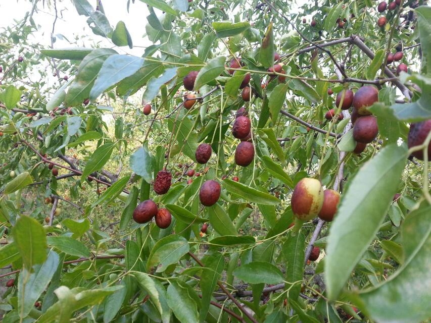 ԭ  Ͻ 081003daxi212qxti9grwq