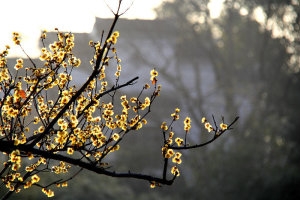   ִʫ 190335v77pcppy8ctmyy2i