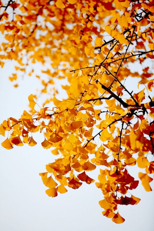   ɢ 141147hfrrmcbbfysfec7z