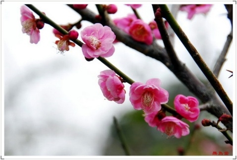 ߾▪÷ף ߾,÷ Ͻ 160619mi5mzch9mnymh0hn