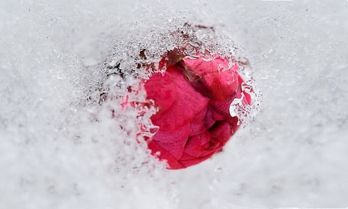 һ÷סѩ÷飨ǣ һ÷,ѩ÷, Ͻ 191007oddm4ah55er32zt0