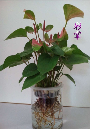 ͼд⡿߾ƣǣ ͼ,д,߾, Ͻ 171624p0ktku07fyqvt9ku