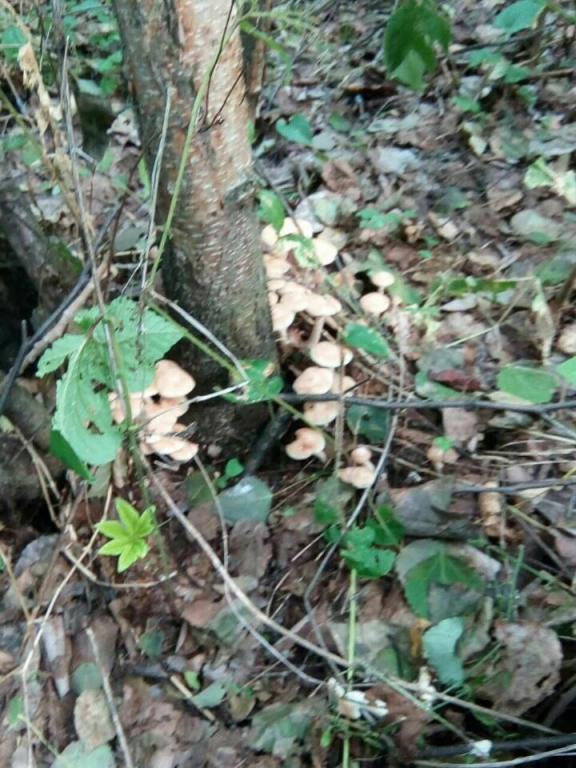 һ һ,һ ִʫ 145208sglla1jleabz0ca0