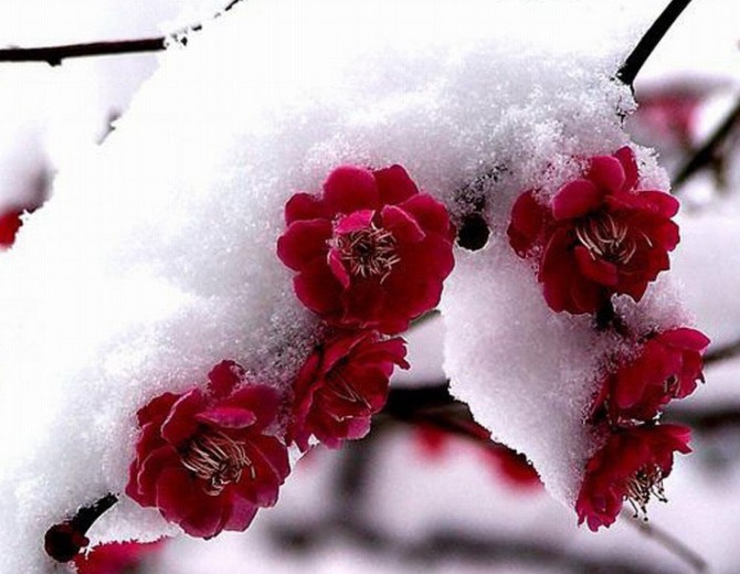 ߾÷ѩ ߾,÷ѩ Ͻ 211054w1rvzlrb11v4wrx3