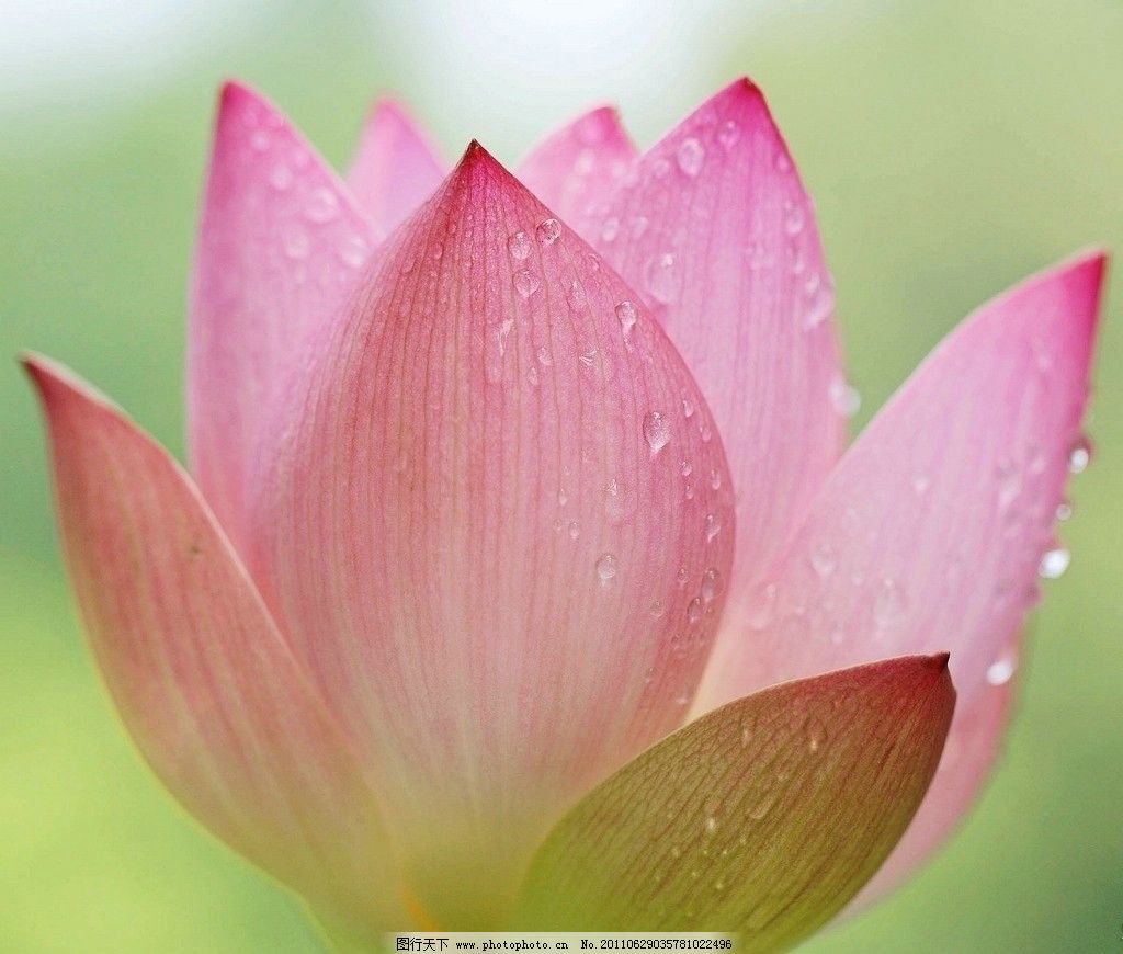 花朵- 兰草地 - 美文尽在兰草之恋!