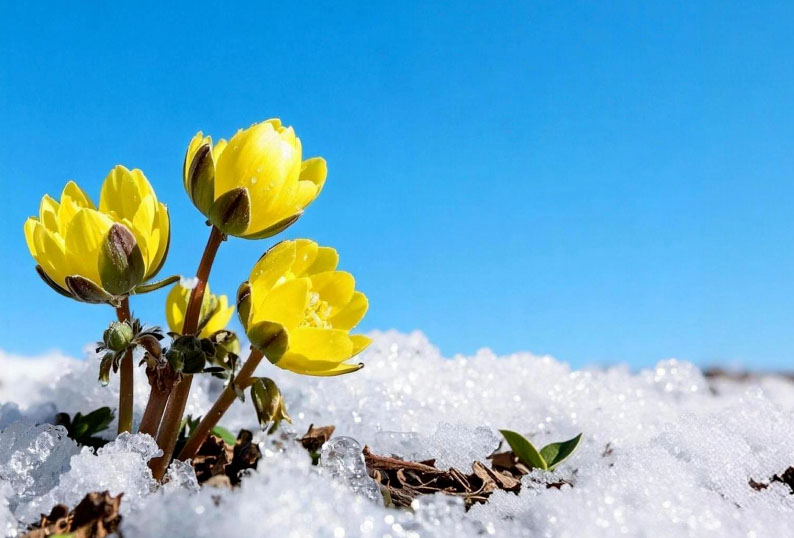 七律·冰凌花 古韵今诵 211937y5jkqr7hkue84zhj 1 七律·冰凌花 古韵今诵 211937y5jkqr7hkue84zhj