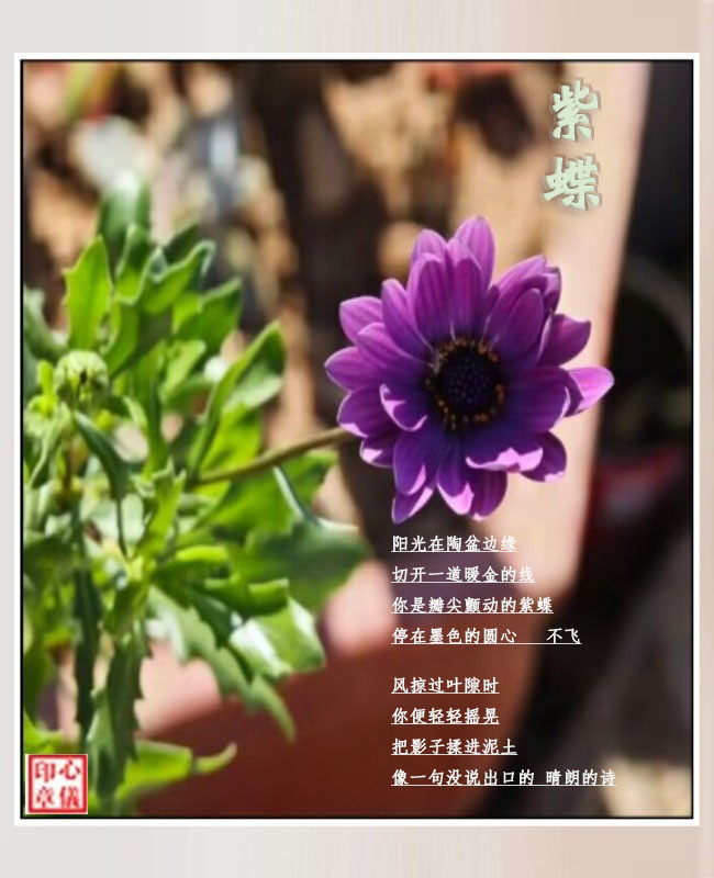 紫蝶 现代诗歌 203547t99vx9ab70b58kwy 1 紫蝶 现代诗歌 203547t99vx9ab70b58kwy