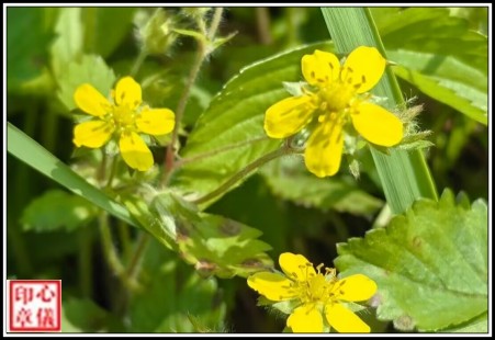 鹧鸪天·咏三叶委陵菜 投稿专栏 200657dxt4l44of404gxt6 1 鹧鸪天·咏三叶委陵菜 投稿专栏 200657dxt4l44of404gxt6