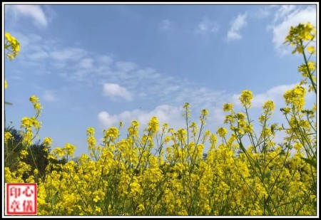 七律·油菜花 古韵今诵 205102s1qg8dgkqx41gs5d 1 七律·油菜花 古韵今诵 205102s1qg8dgkqx41gs5d