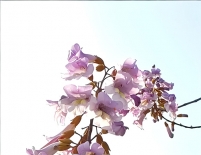 24节气24朵花24诗画:将进酒·清明·桐花(歌行体)