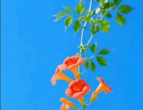 24节气24朵花24诗画:小暑·凌霄花