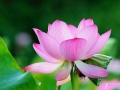 千钟醉 · 十二月花 千钟醉 · 十二月花