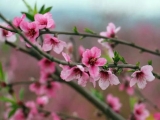 七律 · 咏十样花