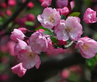 ͯ�Ĳ��� Ц���绨