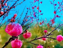 ����÷��ʫ���Ϲŷ�����