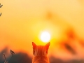 �����졤׳��