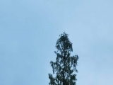 致水杉