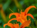 24节气24朵花24诗画:芒种·萱草花 24节气24朵花24诗画:芒种·萱草花