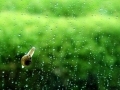 夏天的雨 夏天的雨
