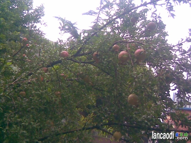 --ʯ ʯ,,Ⱥ, ִʫ 061501phoel6he8r8h6ral