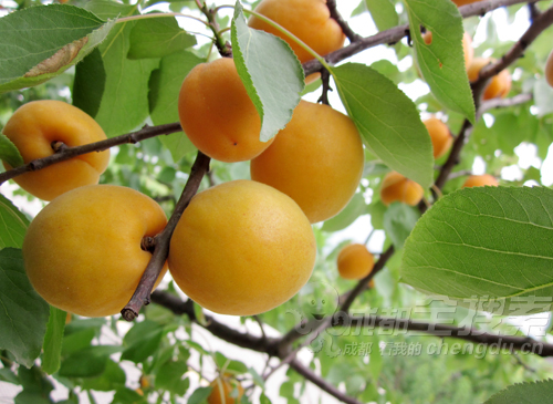 Ӷ Ӷ, ִʫ 102354ouxb3006wzwyku8u