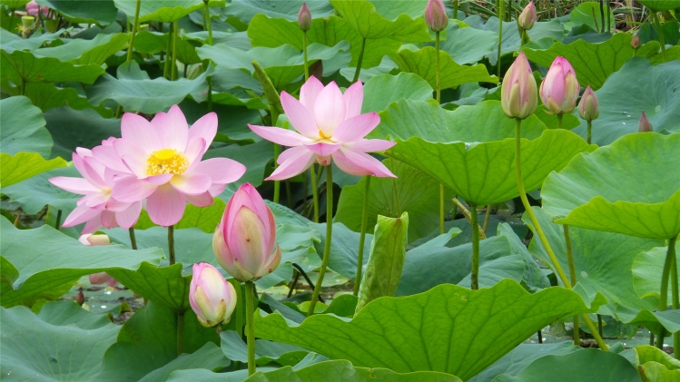   ӳպɻ ԰ʦͼ ,ӳ,ɻ,,ʦ Ͻ 184108kxkxy55aqj9yn79e