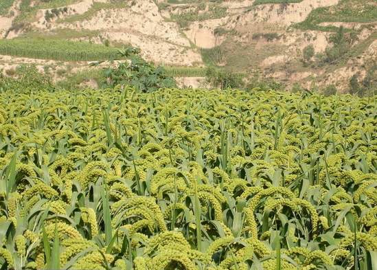   Ͻ 200434gz3s111tb13vnvvo