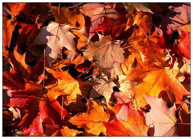 ƬҶ Ҷ ִʫ 055119caulpphaluzpl4vj