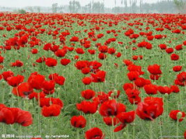 ڵĸ , ִʫ 162004ia6txkd88y77ljnn