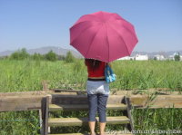 һ磬ʫ81д{֮ʫ}ԭʫ һ,ʫ,д,ԭ ִʫ 031749ftmw0hc0z8fz85t8