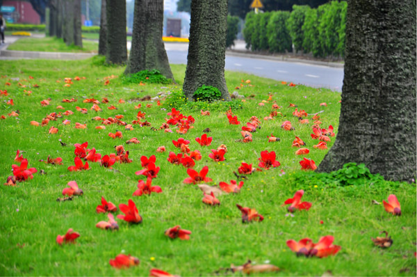 ǧľޡ    ģů У԰ȫ,ľ޻,â,,Ӣ ɢ 