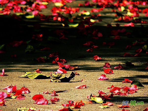 һһöѩף һ,һö,ѩ ִʫ 163212tmz1why2pgslma2s