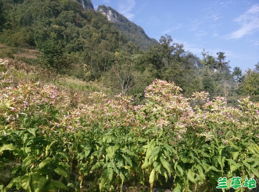 ʫʰ---Ȼ۷֮ĥƺ ʫ,Ȼ,, Ͻ 215120grej4sssvdvt3xid