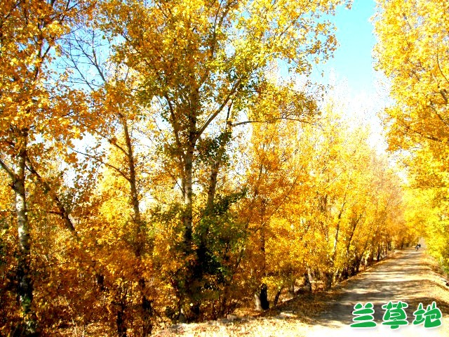 ﾰ ﾰ Ͻ 184832b1qfff085r9k6185