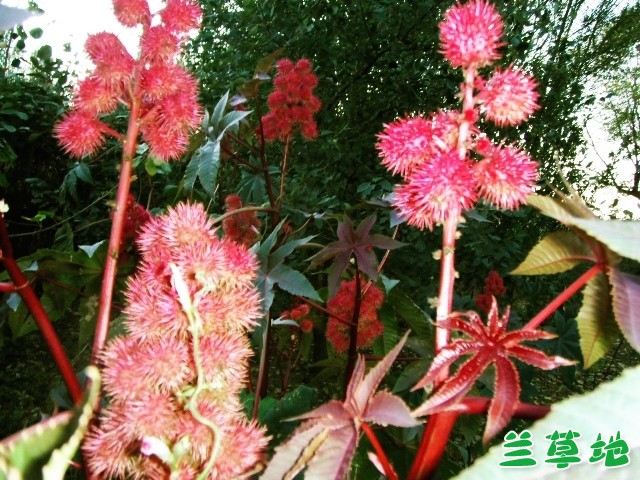 ֮ ,֮, Ͻ 231611an6y4l4npnxxev6l