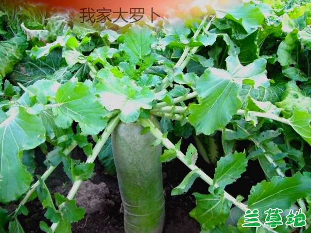 ٲˣ޲ ٲ, ִʫ 084535pqcpc8wun758878y