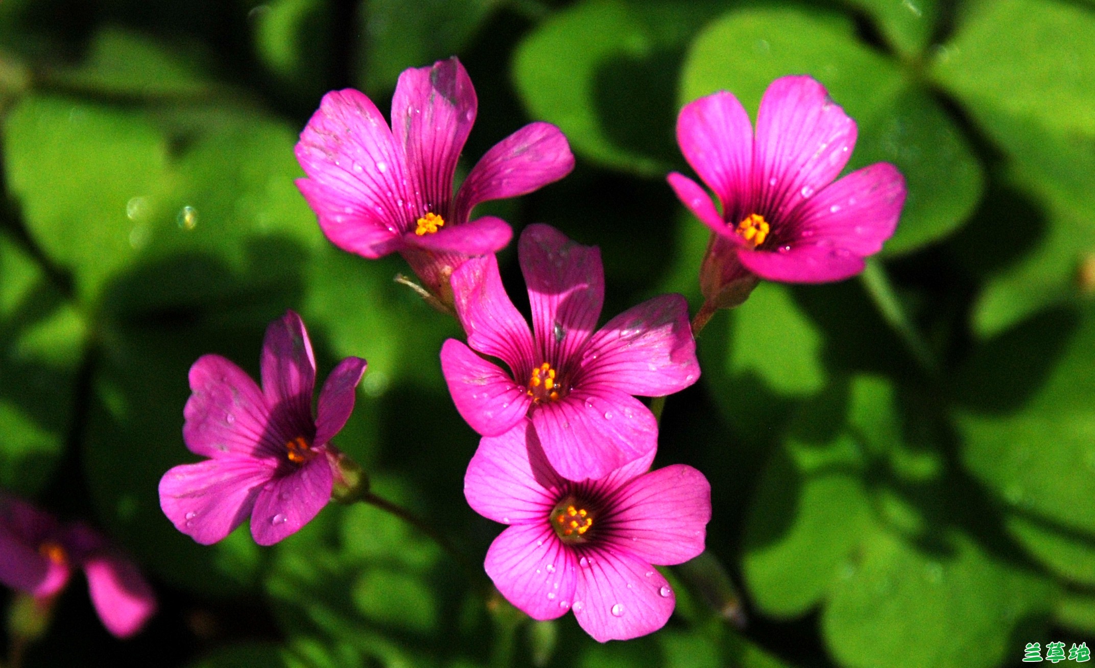 һ䲻֪С һ,С ִʫ 151811pilcbg8d5wpl1h2e