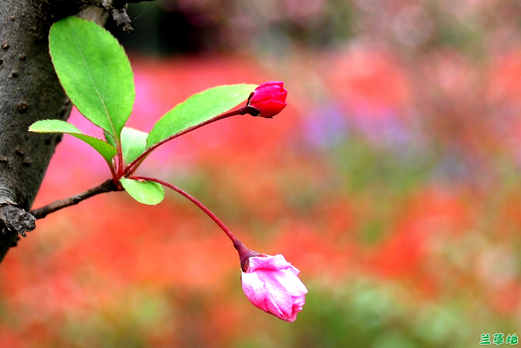 ɻ ,,Ҷ,ѩ, ִʫ 175003hjpvf9tr8s8f98po