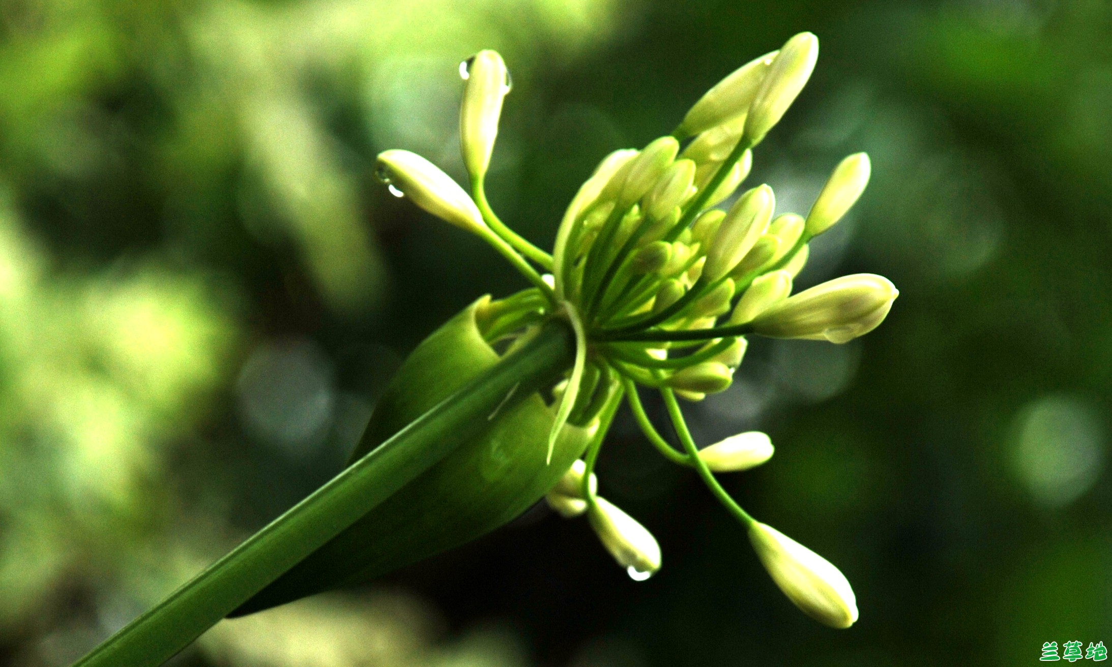 ڷܵ ڷ, ִʫ 164135jyqe4dmqerodyqeq