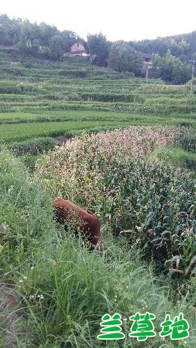 µĹ µ, ִʫ 170337g40sccs02rqucxab