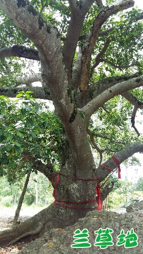 Ը ,Ը ִʫ 230709bxuxssd4b3hn335s