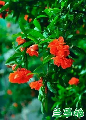 ʯ ʯ Ͻ 232108nl7ellliikge76zn