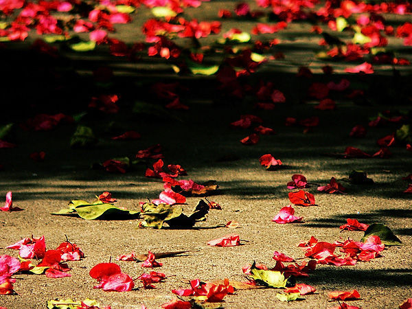 ɢ  ҹ˽(NJ/) ,ɢ,˽, ѧ 161241moaua1elfqxhasr5