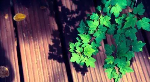 ʫ ,,ʫ ִʫ 214249rgvug7udejy99rbu