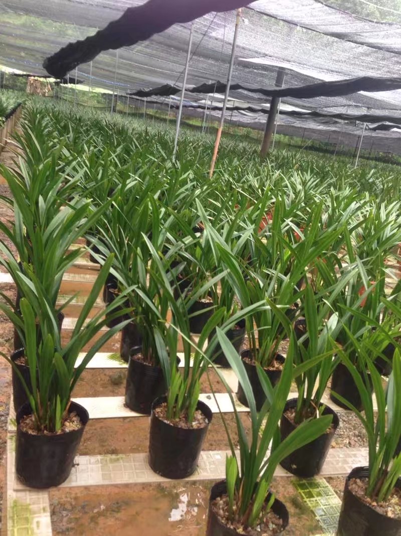 ԰ ,԰ ɢ 175530w2mpe9g95xawazya