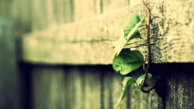 £뵽ׯ ,뵽,ׯ ѧ 155100pfyz0p2agfep8zg2