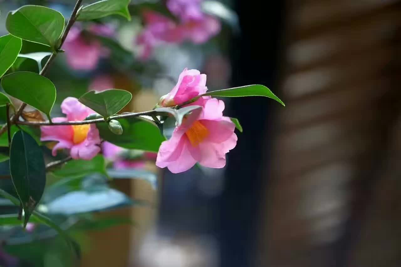 Ŀ˻ع ,,ع ִʫ 200332lluelpdzvnnuqz5p